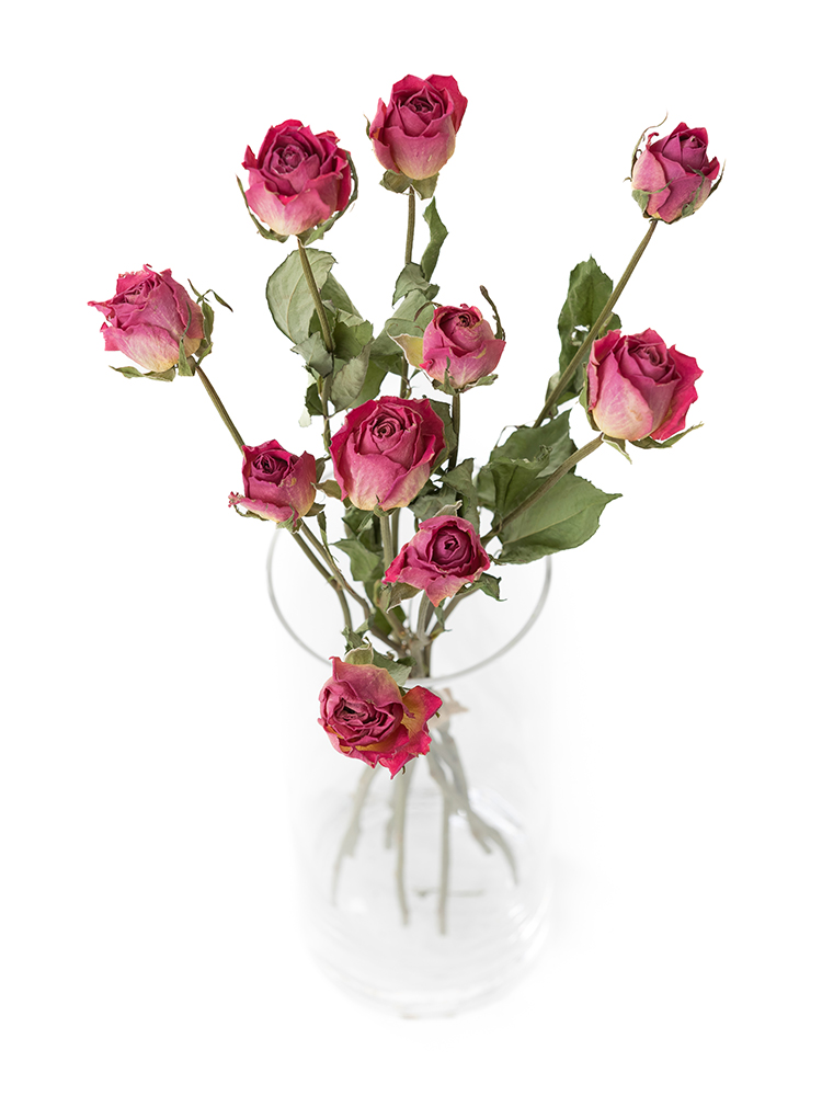 【ドライ】バラ　エースピンクの全体写真のアップ