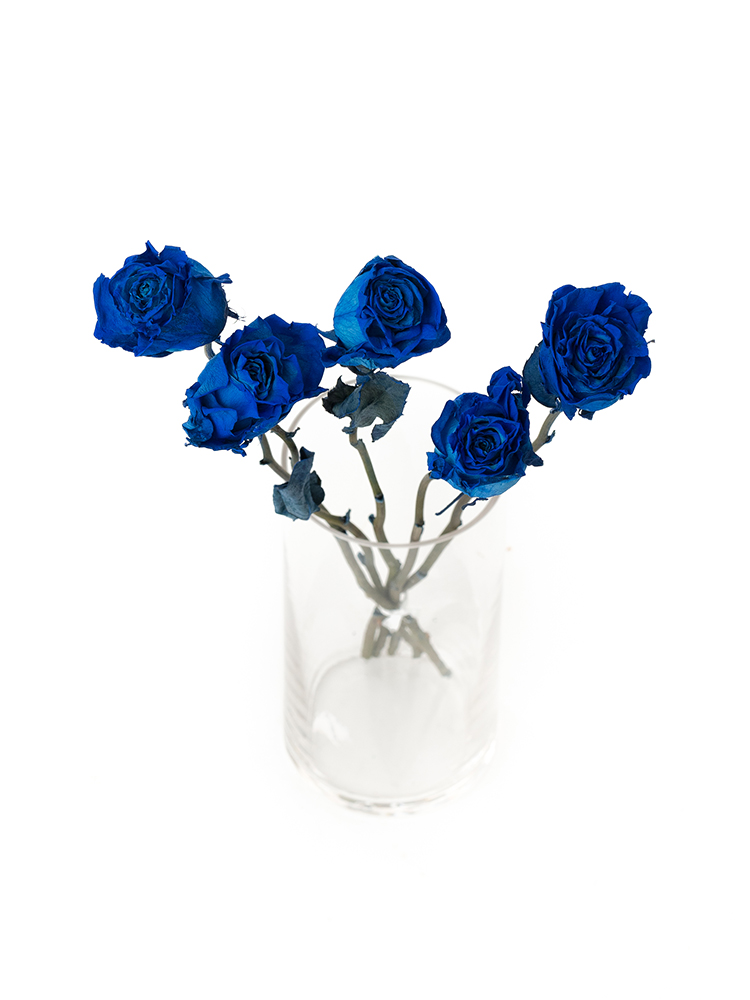 【ドライ】バラ　ベンデラブルーの全体写真のアップ