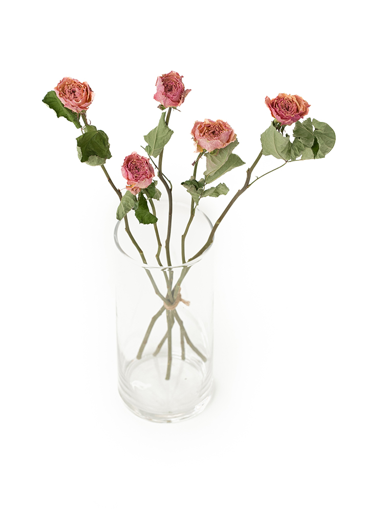 【ドライ】バラ コーラルハートの全体写真のアップ