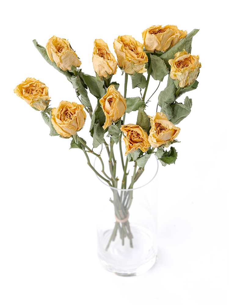 【ドライ】バラ　カルピディーム＋の全体写真のアップ