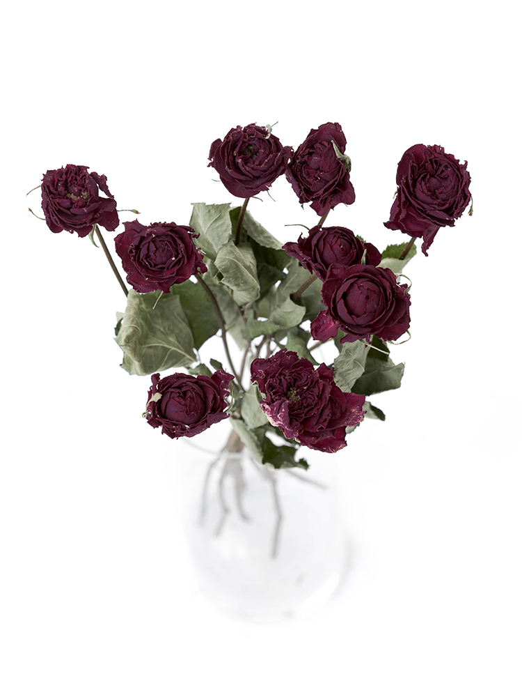 【ドライ】バラ　イブピアッチェの全体写真のアップ