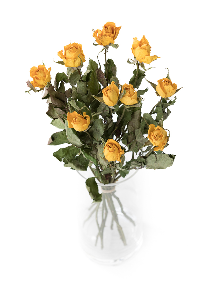 【ドライ】バラ　ゴールドストライクの全体写真のアップ