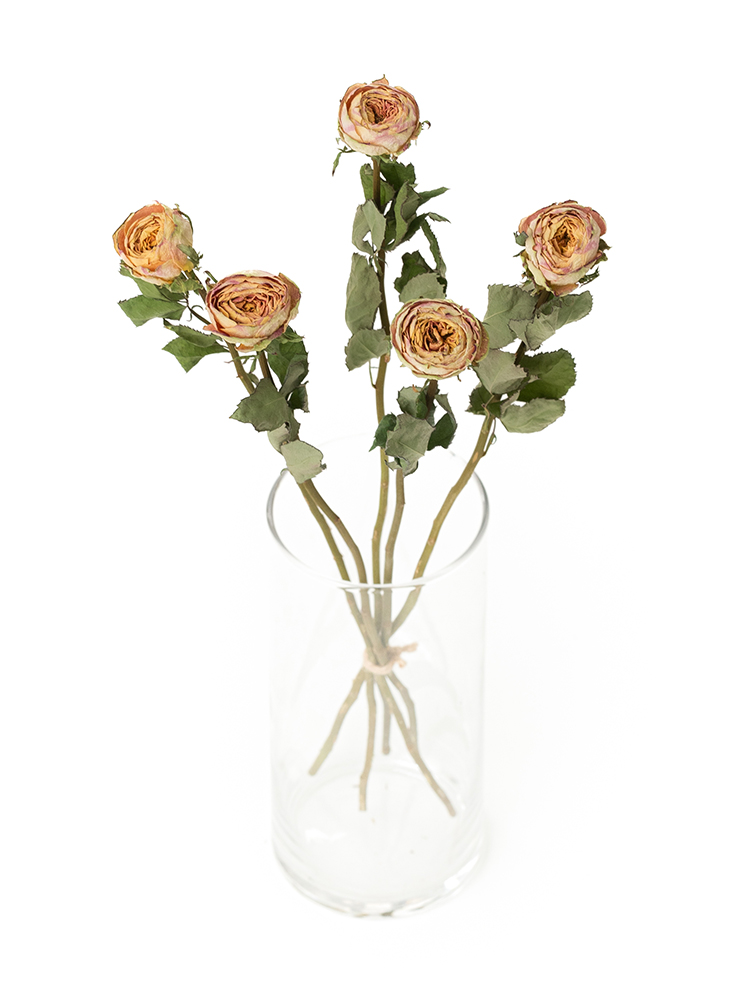 【ドライ】バラ ヘリオスロマンティカの全体写真のアップ