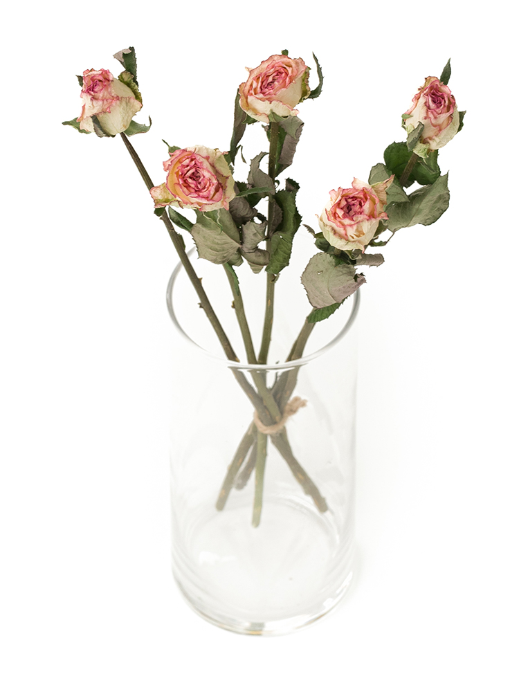 【ドライ】バラ ジュミリアの全体写真のアップ