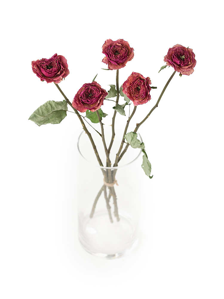 【ドライ】バラ ケンジントンガーデンの全体写真のアップ