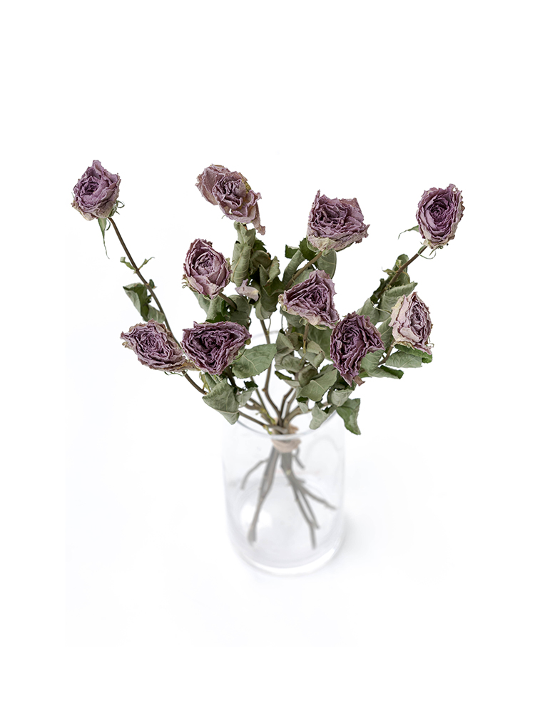 【ドライ】バラ　ライラッククラシックの全体写真のアップ