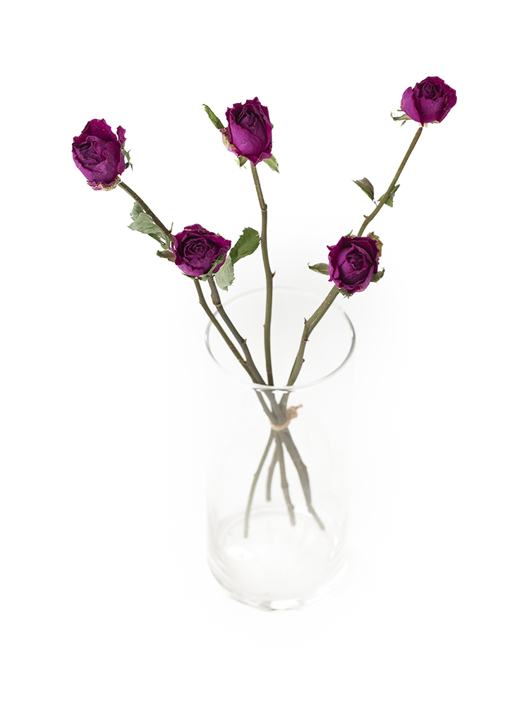 【ドライ】バラ　ライラの全体写真のアップ