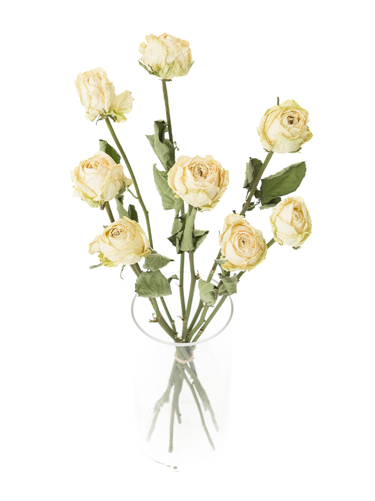 1️⃣ドライフラワー❣️訳あり スタンダードバラ ドライフラワー スタンダードバラ ダークレッド サムライ7本set