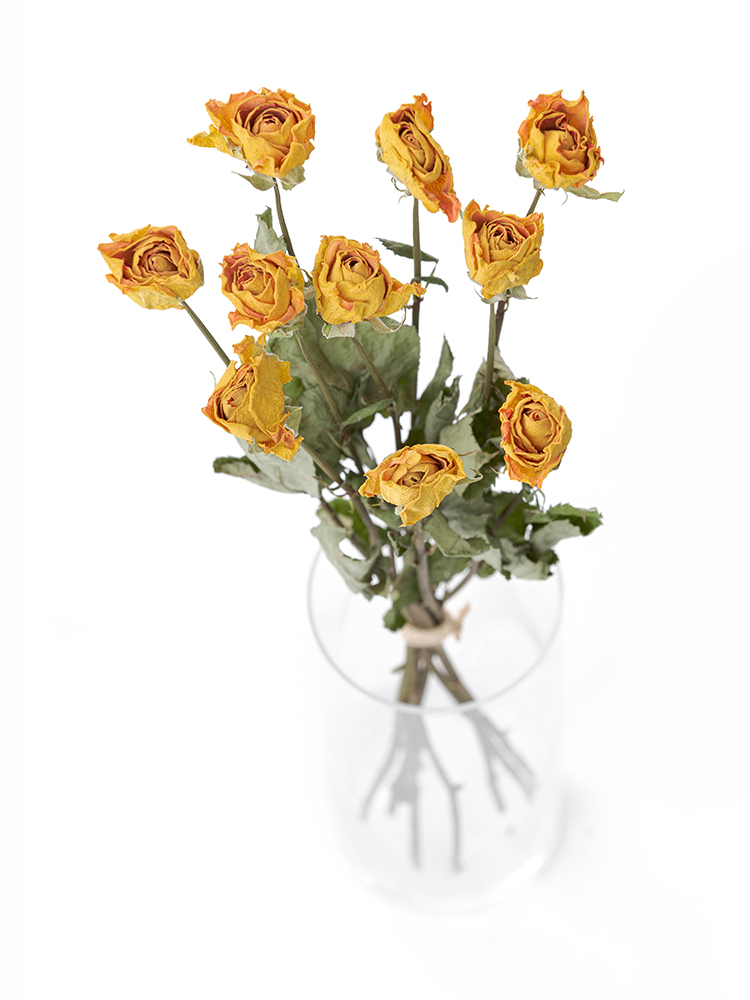 【ドライ】バラ　パレオ90の全体写真のアップ