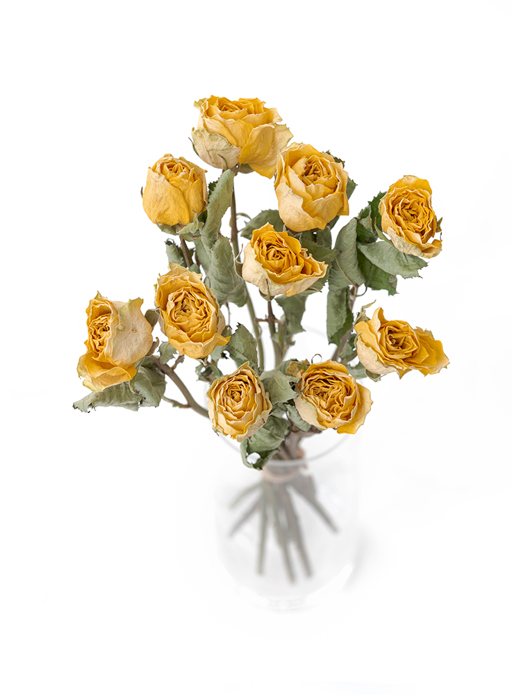 【ドライ】バラ　ピーチアヴァランチェ＋の全体写真のアップ