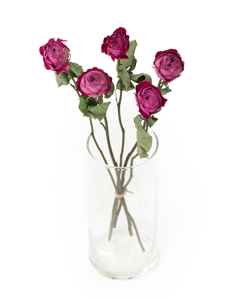 【ドライ】バラ ポムグラニット+の全体写真のアップ