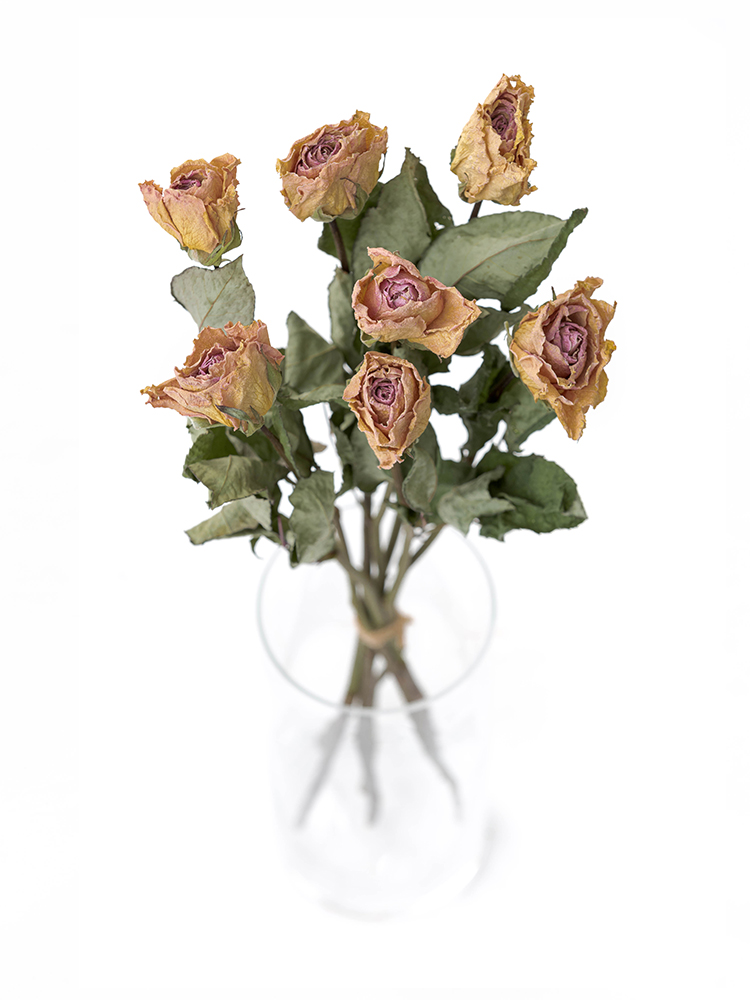 【ドライ】バラ　ピンクアヴァランチェ＋の全体写真のアップ