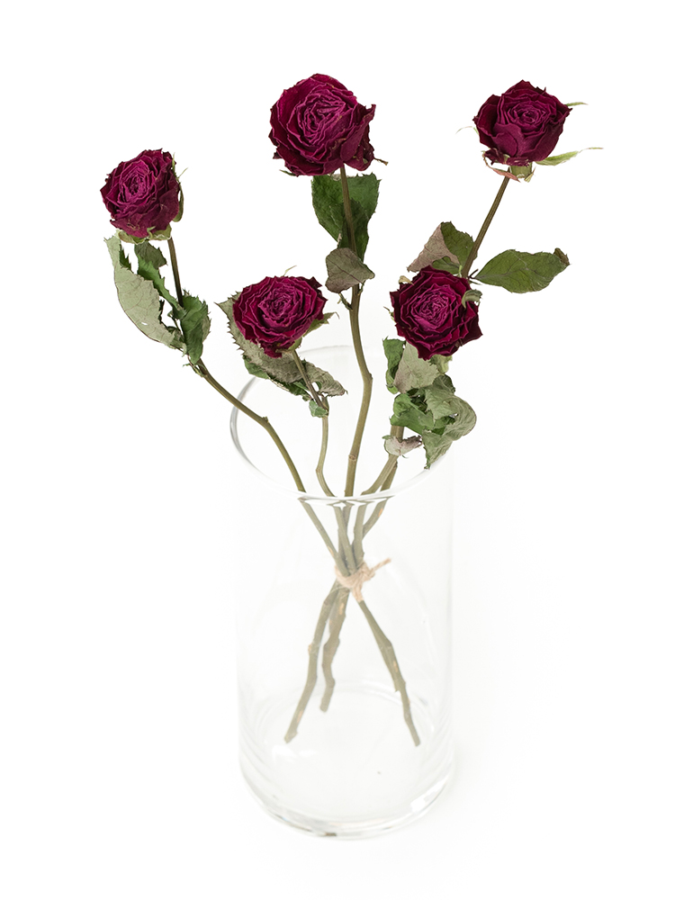 【ドライ】バラ プライムチャーム+の全体写真のアップ