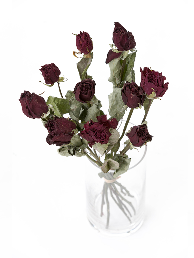 【ドライ】バラ サムライ08の全体写真のアップ