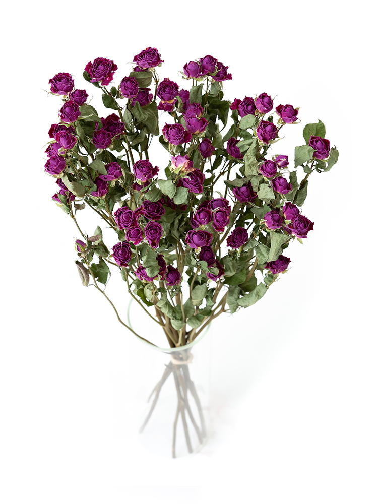 【ドライ】バラ(スプレー)　アリシアの全体写真のアップ