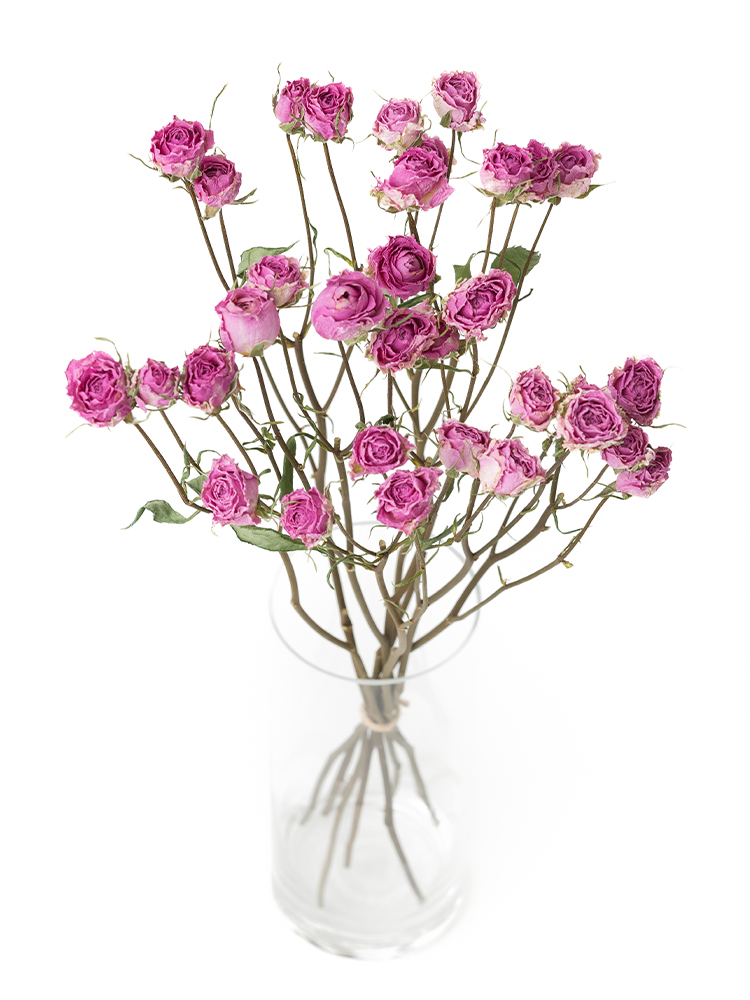 【ドライ】バラ(スプレー)　バンビーナの全体写真のアップ