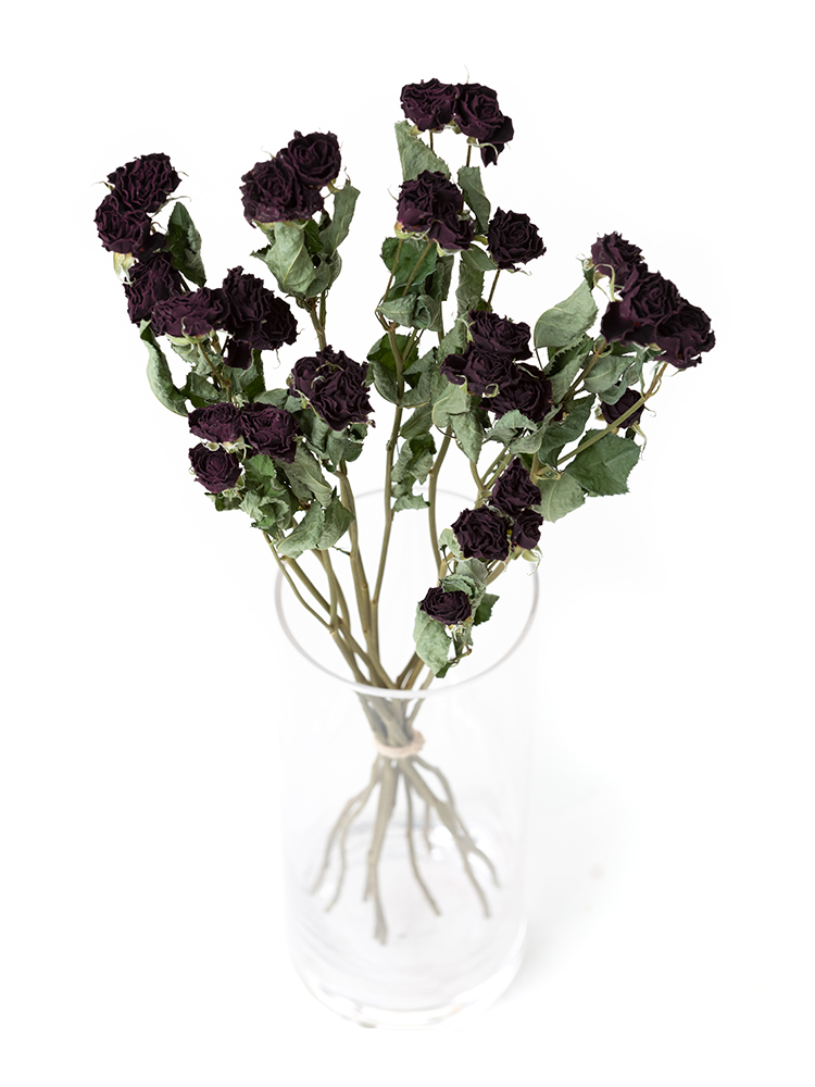 【ドライ】バラ(スプレー)　ファンファールの全体写真のアップ