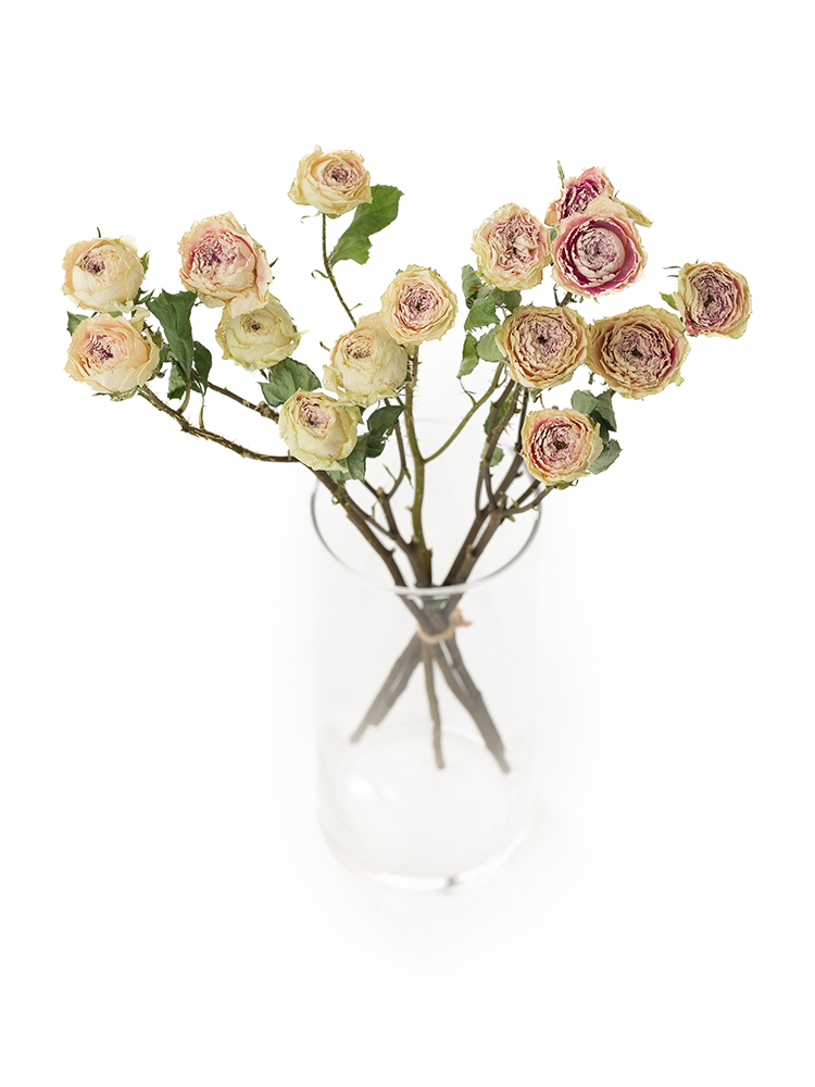 【ドライ】スプレーバラ ジェラートの全体写真のアップ