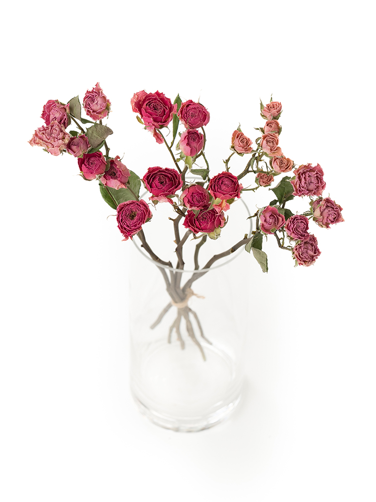 【ドライ】スプレーバラ(ピンク) 品種おまかせの全体写真のアップ