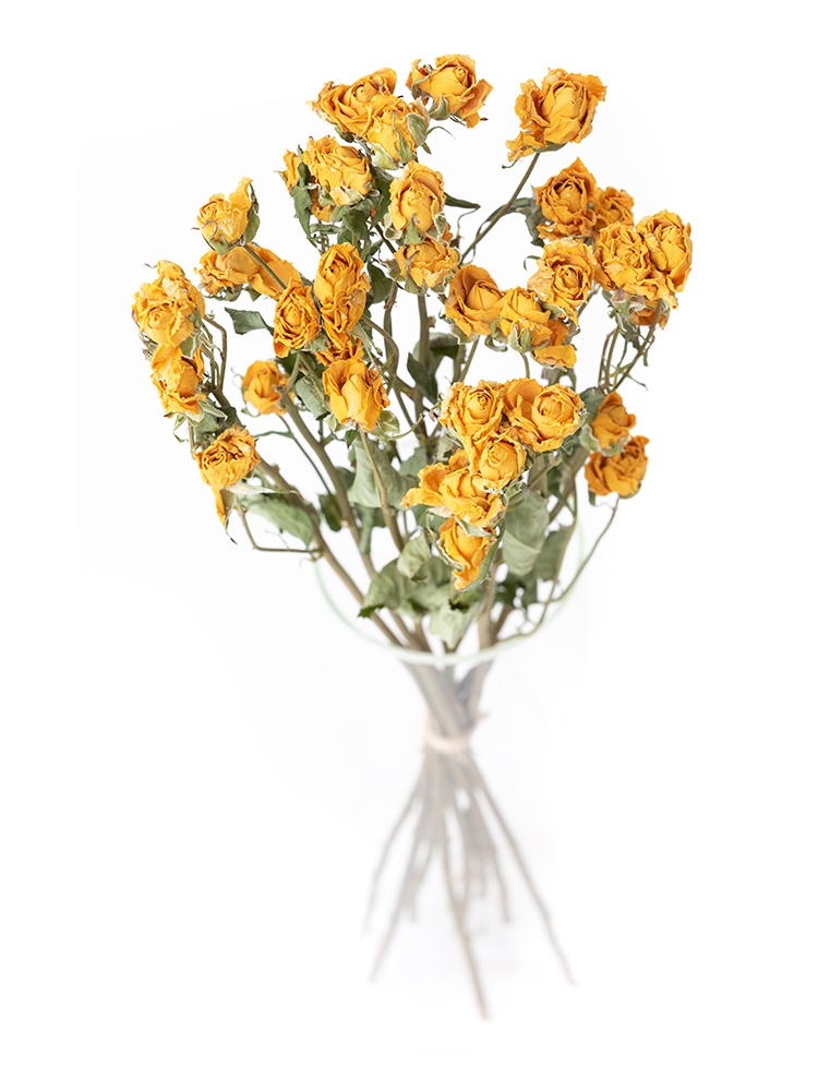【ドライ】バラ・スプレー(黄)　品種おまかせの全体写真のアップ