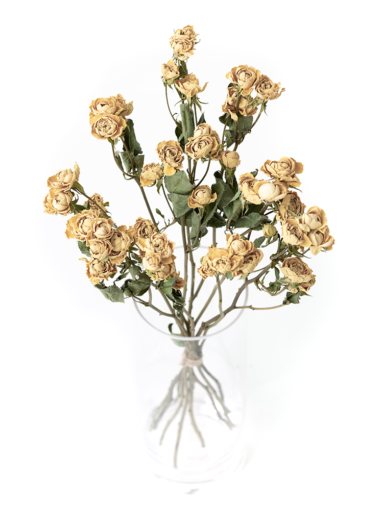 【ドライ】バラ(スプレー)　スイートオールドの全体写真のアップ