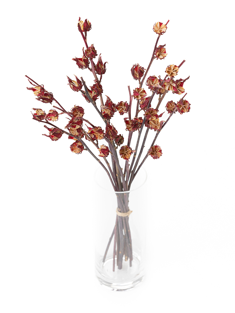 【ドライ】紅アオイ　品種おまかせ(赤)の全体写真のアップ