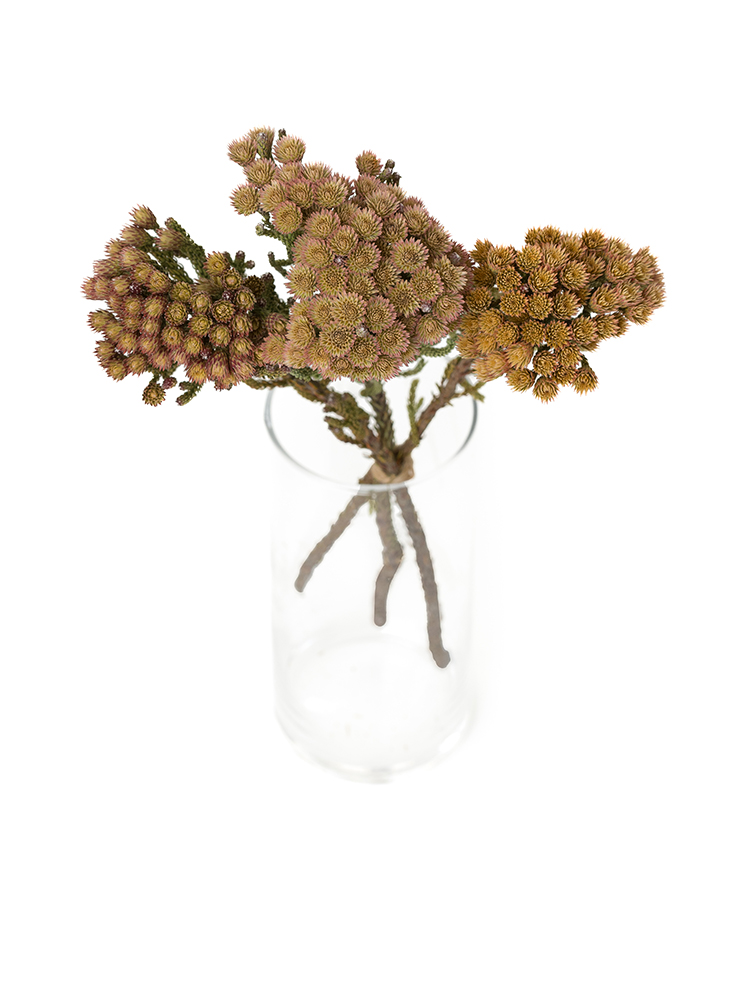 【ドライ】ブルニア　ブルニアレッドの全体写真のアップ