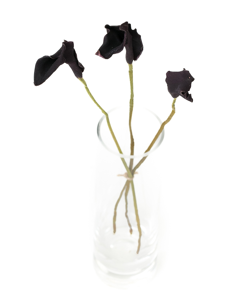 【ドライ】カラー カントールの全体写真のアップ