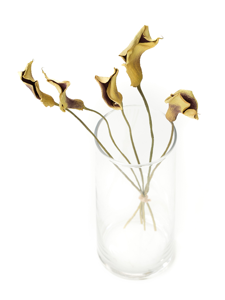 【ドライ】カラー ピカソの全体写真のアップ