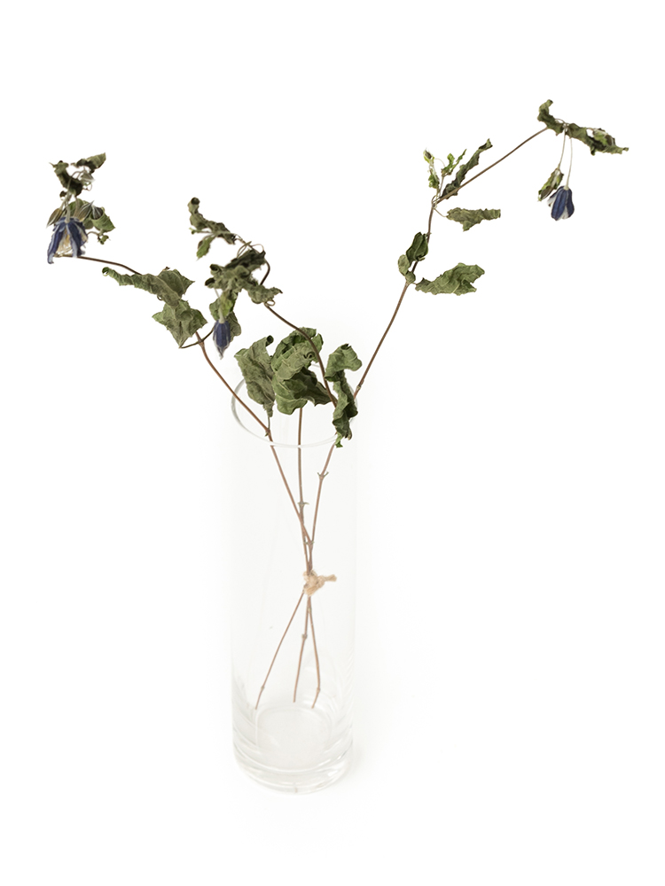 【ドライ】クレマチス(紫) 品種おまかせの全体写真のアップ