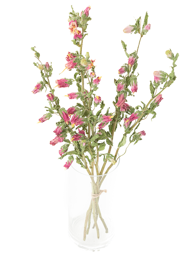 【ドライ】カンパニュラ(ピンク)　品種おまかせの全体写真のアップ