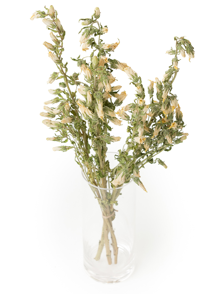 【ドライ】カンパニュラ(白)　品種おまかせの全体写真のアップ