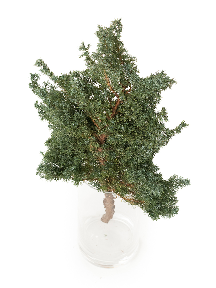 【ドライ】コニファー　ブルーバードの全体写真のアップ