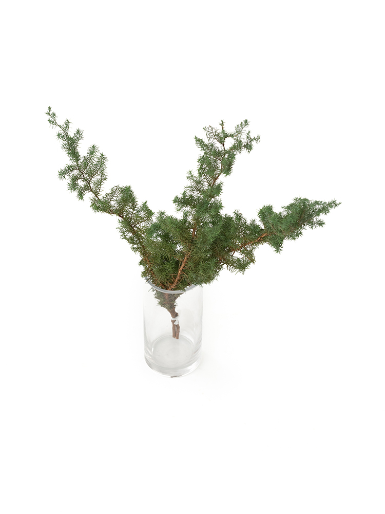 【ドライ】コニファー　ひむろ杉の全体写真のアップ