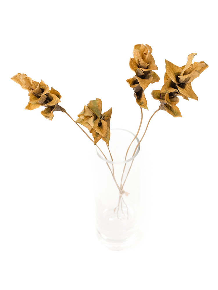 【ドライ】クルクマ　エメラルドパゴダの全体写真のアップ