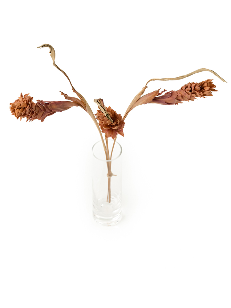 【ドライ】クルクマ(ピンク) 品種おまかせの全体写真のアップ