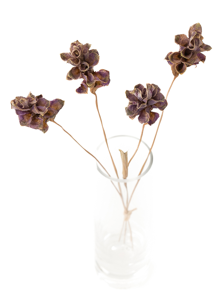 【ドライ】クルクマ(紫)　品種おまかせの全体写真のアップ