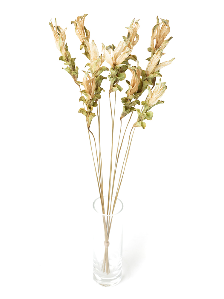 【ドライ】クルクマ　品種おまかせ(白)の全体写真のアップ