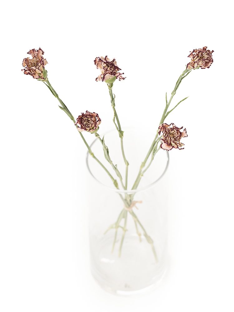 【ドライ】カーネーション　バカラの全体写真のアップ