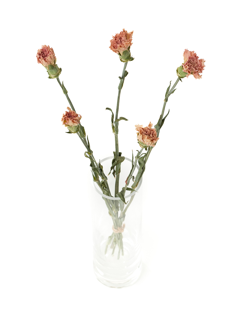 【ドライ】カーネーション　ドンセルの全体写真のアップ