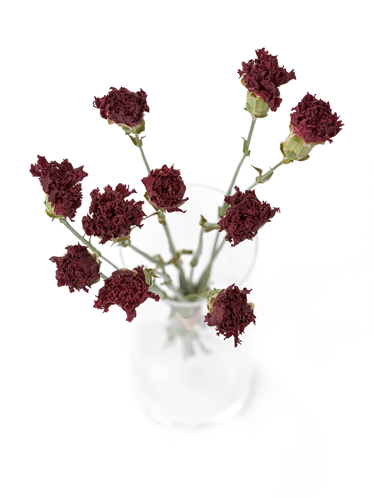 【ドライ】カーネーション　エクセリアの全体写真のアップ