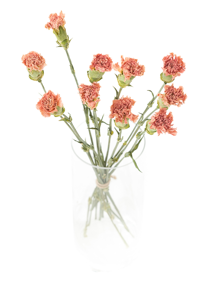 【ドライ】カーネーション ライオンキングの全体写真のアップ