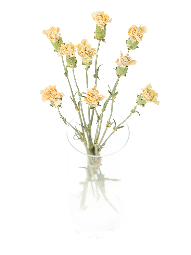 【ドライ】カーネーション　ムーンライトの全体写真のアップ