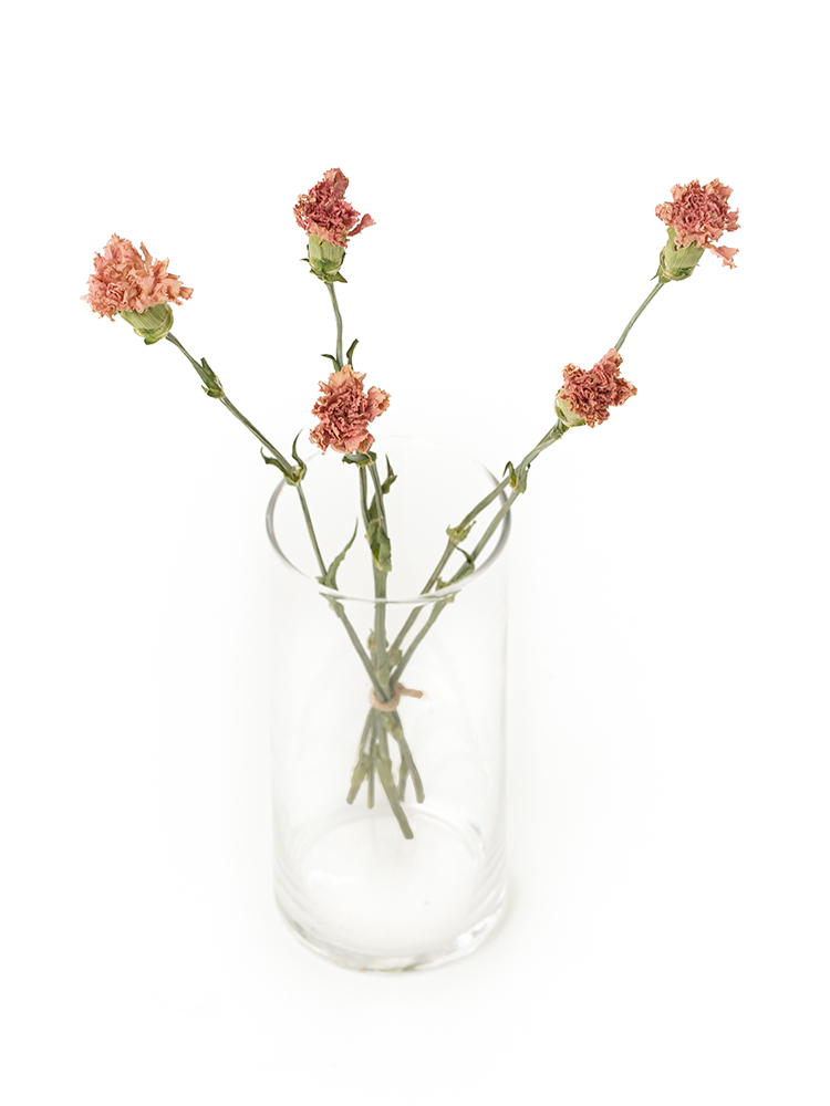 【ドライ】カーネーション(ピンク) 品種おまかせの全体写真のアップ