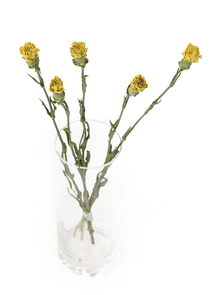 【ドライ】カーネーション(黄)　品種おまかせの全体写真のアップ