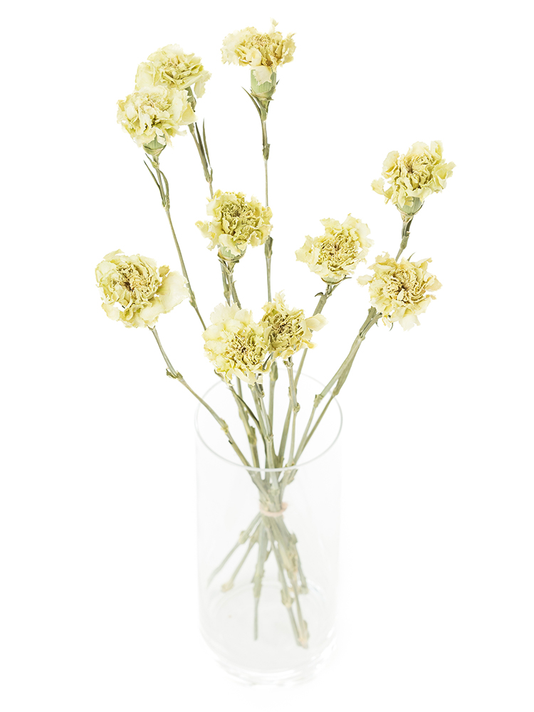 【ドライ】カーネーション プラドミントの全体写真のアップ