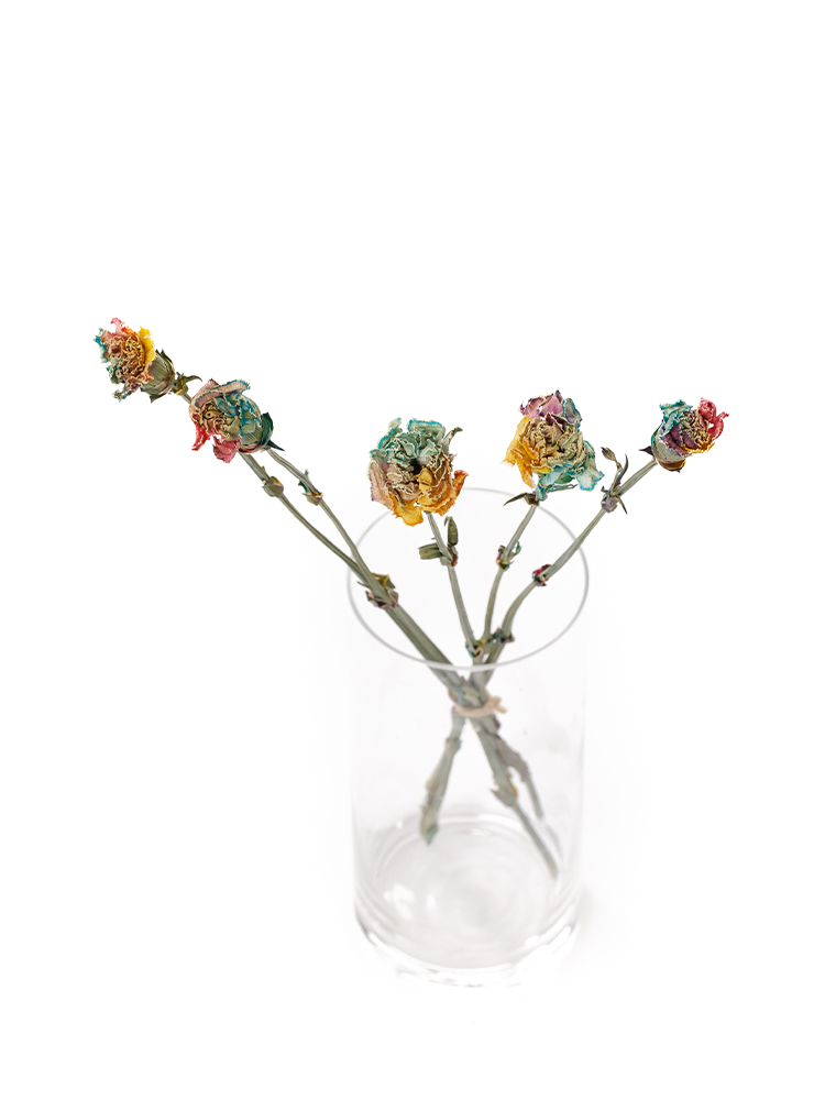 【ドライ】カーネーション レインボーの全体写真のアップ