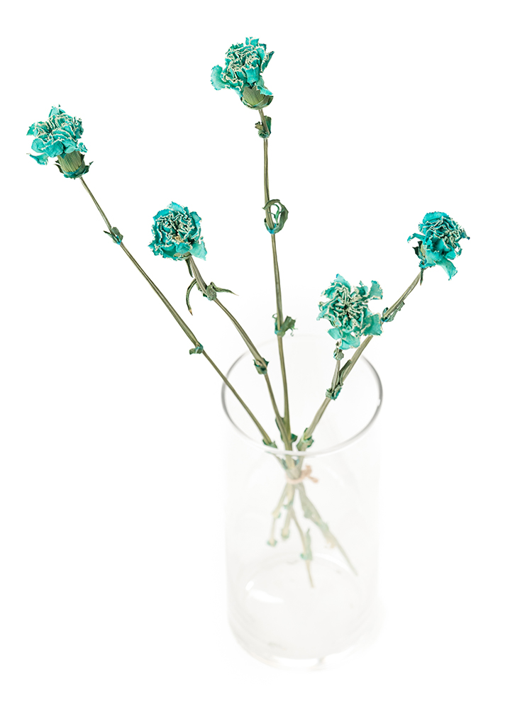 【ドライ】カーネーション ティントブルーの全体写真のアップ