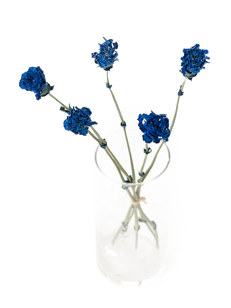 【ドライ】カーネーション　ティントロイヤルブルーの全体写真のアップ