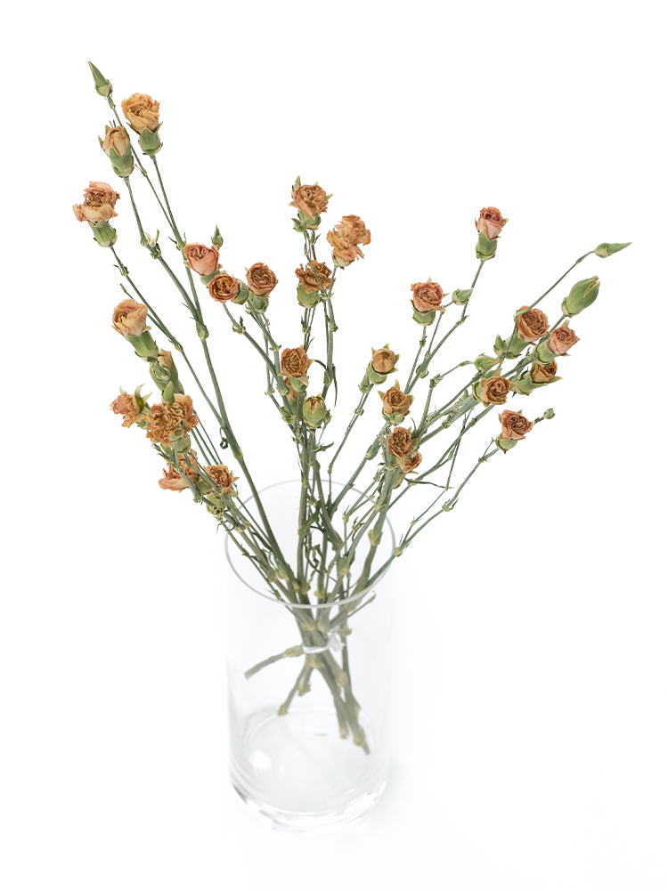 【ドライ】スプレーカーネーション ハマダの全体写真のアップ